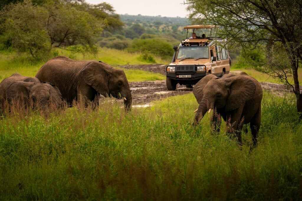 Tanzania Safari